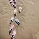 Chaussures de plage - Swallow