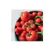 Hochet en caoutchouc naturel - grappe de tomates