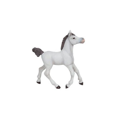 poulain arabe blanc poulain arabe blanc